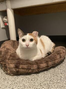 Dorito -  Domestic Short Hair Cat Available for Adoption in Lincoln, Nebraska - Dorito | PetCurious