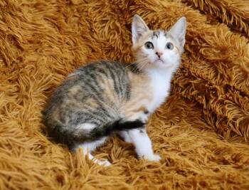 Rescue Tabby and Calico Cats for Adoption in St. Augustine, Florida - Swiss Miss | PetCurious