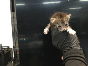 A1935493 -  Domestic Short Hair Cat for Adoption in Thousand Palms, California - A1935493 | PetCurious
