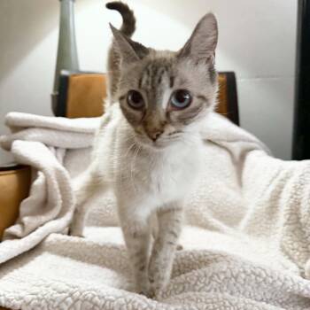 Snuggly Sadie -  Siamese and Balinese Cat for Adoption in Burlington, North Carolina - Snuggly Sadie | PetCurious