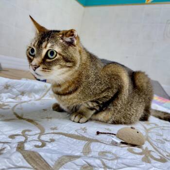 Oliver -  Domestic Short Hair Cat for Adoption in Franklin, North Carolina - Oliver | PetCurious