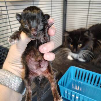 Domestic Short Hair Cats Available for Adoption in Osawatomie, Kansas - Chip | PetCurious