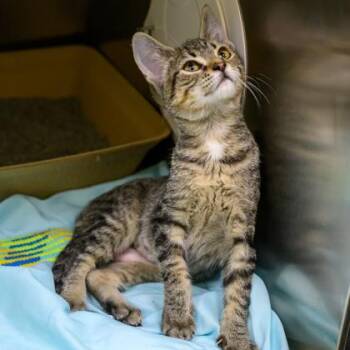 Marilyn -  Domestic Short Hair Cat for Adoption in Richmond, Virginia - Marilyn | PetCurious