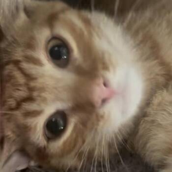 Rescue Domestic Short Hair Cats for Adoption in Lake Geneva, Wisconsin - Star | PetCurious