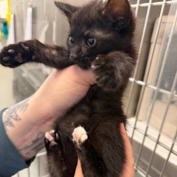 Domestic Short Hair Cats Available for Adoption in Enfield, New Hampshire - Andarna | PetCurious