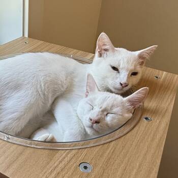 Tigger & Roo -  Domestic Short Hair Cat for Adoption in Stow, Massachusetts - Tigger & Roo | PetCurious