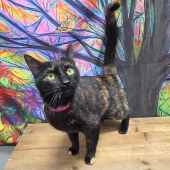 Rhys -  Domestic Short Hair Cat for Adoption in Normal, Illinois - Rhys | PetCurious