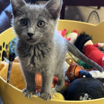 Rescue British Shorthair and Domestic Short Hair Cats for Adoption in Mesa, Arizona - Bella | PetCurious