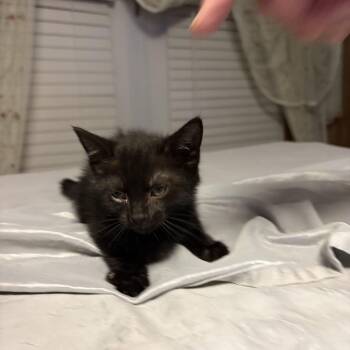 Pepper (rt) -  Domestic Short Hair Cat for Adoption in White Bluff, Tennessee - Pepper (rt) | PetCurious