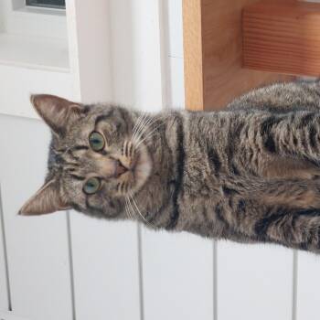 Rescue Domestic Short Hair Cats for Adoption in Williamsport, Pennsylvania - Gray Clark | PetCurious