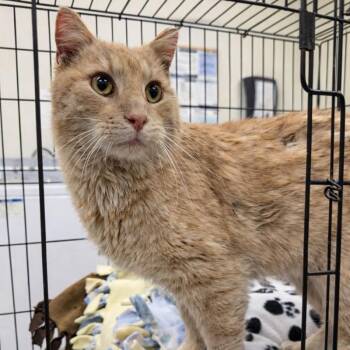 Thomas -  Domestic Medium Hair Cat Available for Adoption in Redwood Falls, Minnesota - Thomas | PetCurious