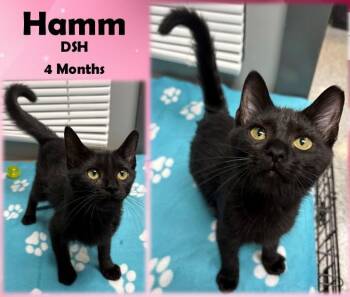 Rescue Domestic Short Hair Cats for Adoption in Franklin, Indiana - Hamm | PetCurious