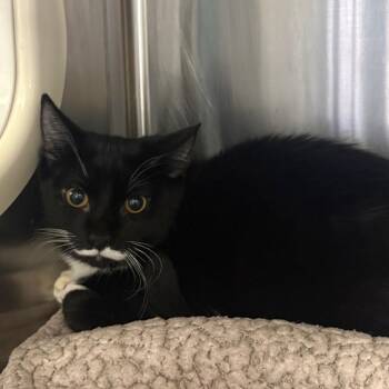 Thackery Binx -  Domestic Short Hair Cat for Adoption in Spokane, Washington - Thackery Binx | PetCurious