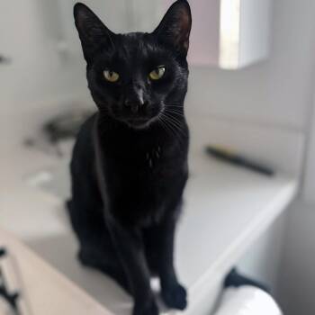 Denny - Full of Love & Cuddles! -  Domestic Short Hair Cat Available for Adoption in Hamilton, Ontario - Denny - Full Of Love & Cuddles! | PetCurious