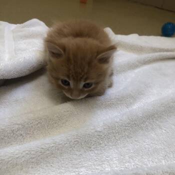 Malificent -  Domestic Short Hair Cat for Adoption in Burlington, Ontario - Malificent | PetCurious