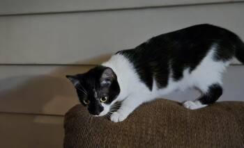 Domestic Short Hair Cats Available for Adoption in South Bend, Indiana - Oreo | PetCurious