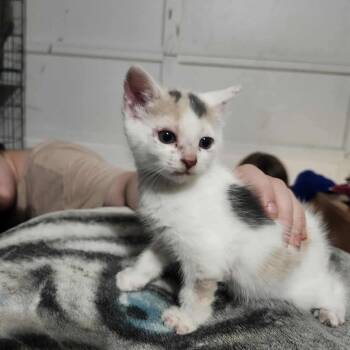 Rescue Domestic Short Hair Cats for Adoption in Ferndale, Washington - Sweetheart | PetCurious