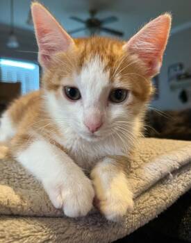 Blaze -  Domestic Short Hair Cat for Adoption in Bossier City, Louisiana - Blaze | PetCurious