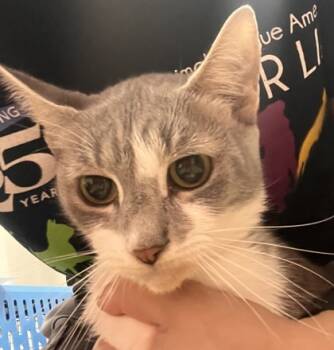 Rescue Domestic Short Hair Cats for Adoption in West Chester, Pennsylvania - Mandy | PetCurious