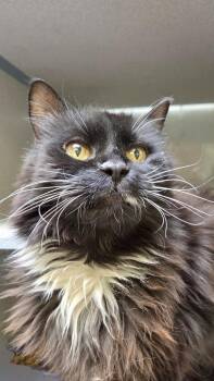 *Edith* -  Domestic Long Hair Cat for Adoption in Salt Lake City, Utah - *Edith* | PetCurious