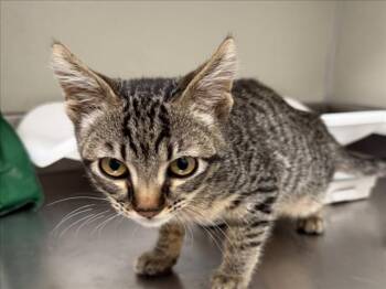 HAROLD -  Domestic Short Hair Cat for Adoption in Tracy, California - HAROLD | PetCurious