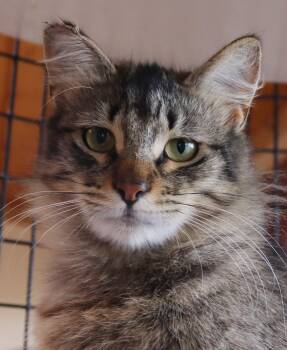Birman Cats Available for Adoption in San Diego, California - Zelda | PetCurious