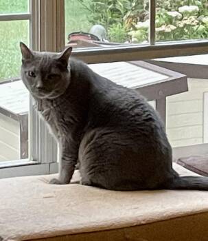 Rescue Russian Blue Cats for Adoption in Loganville, Georgia - Ranger | PetCurious