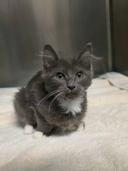 Daisy -  Domestic Medium Hair Cat for Adoption in Umatilla, Florida - Daisy | PetCurious