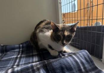 Molly -  Domestic Short Hair Cat for Adoption in Fairfax, Virginia - Molly | PetCurious