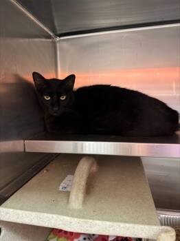 MR. MANCHAS -  Domestic Short Hair Cat for Adoption in Louisville, Kentucky - MR. MANCHAS | PetCurious