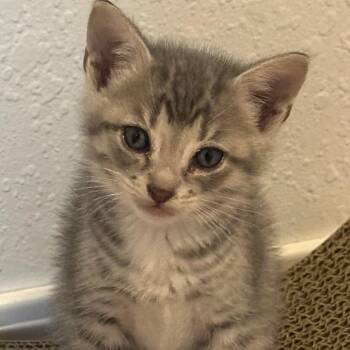 Maui -  Domestic Short Hair Cat for Adoption in Tulsa, Oklahoma - Maui | PetCurious