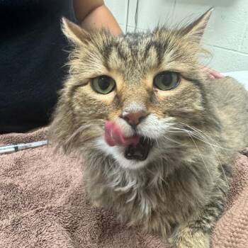 JoJo -  Domestic Long Hair Cat for Adoption in Murray, Utah - JoJo | PetCurious