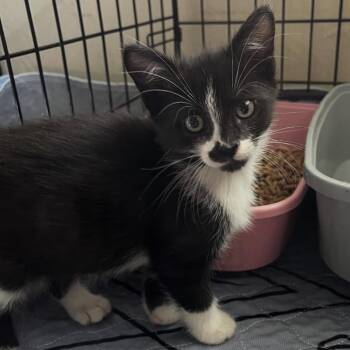 Rescue Domestic Short Hair Cats for Adoption in Orlando, Florida - Sesame | PetCurious