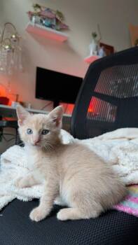 A1263896 -  Domestic Short Hair Cat for Adoption in Charlotte, North Carolina - A1263896 | PetCurious