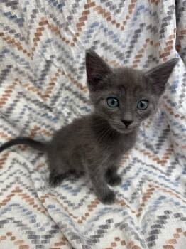 Domestic Short Hair Cats Available for Adoption in Madison, Georgia - Town 220 | PetCurious