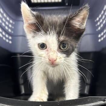 Rescue Domestic Short Hair Cats for Adoption in Hannibal, Missouri - Miles | PetCurious