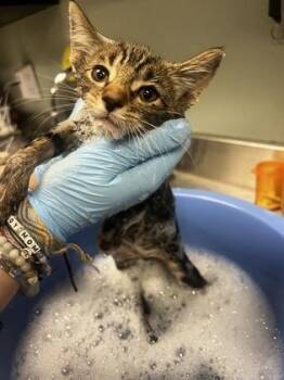 Haku 2 -  Domestic Short Hair Cat for Adoption in Fallston, Maryland - Haku 2 | PetCurious