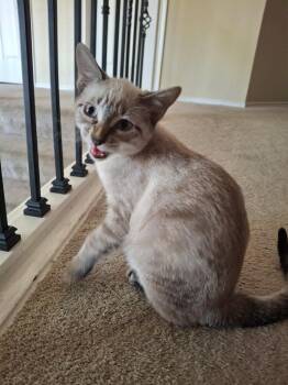 Avalanche R. -  Domestic Short Hair and Siamese Cat for Adoption in Frisco, Texas - Avalanche R. | PetCurious