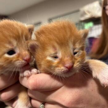 Domestic Medium Hair Cats Available for Adoption in Park Row, Texas - Kaia | PetCurious