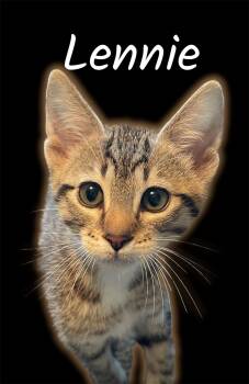 Lennie -  Domestic Short Hair Cat Available for Adoption in Auburn, California - Lennie | PetCurious