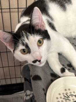 Rescue Domestic Short Hair Cats for Adoption in Bridgewater, New Jersey - Jack | PetCurious