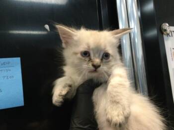 A1919366 -  Domestic Short Hair Cat for Adoption in Thousand Palms, California - A1919366 | PetCurious