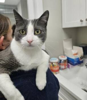 Rowdy -  Domestic Short Hair Cat for Adoption in Webster, Massachusetts - Rowdy | PetCurious