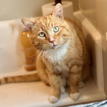 Domestic Short Hair Cats Available for Adoption in Los Angeles, California - Ollie | PetCurious