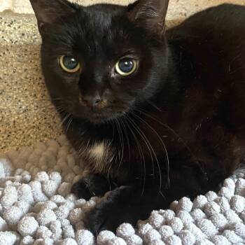 Rescue Domestic Short Hair Cats for Adoption in Gloucester, Virginia - Frankie | PetCurious