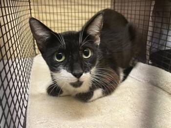 Rescue Domestic Short Hair Cats for Adoption in Tustin, California - ALLIE | PetCurious