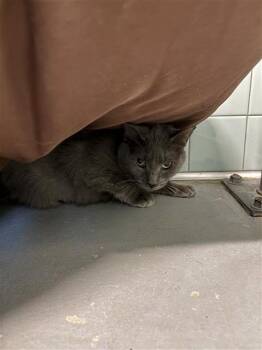 UNK 10 (BLUE) -  Domestic Short Hair Cat for Adoption in Corpus Christi, Texas - UNK 10 (BLUE) | PetCurious