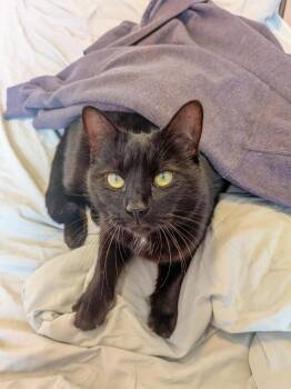 Domestic Short Hair Cats Available for Adoption - Muffy MC | PetCurious