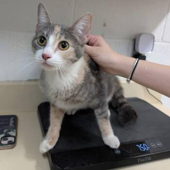 Hannah -  Domestic Short Hair Cat for Adoption in Ardmore, Oklahoma - Hannah | PetCurious