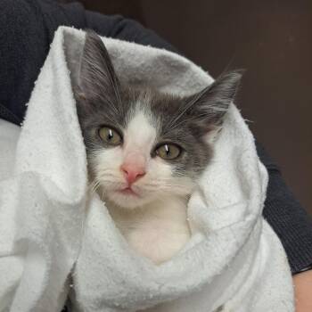 Bagel -  Domestic Short Hair Cat for Adoption in Middlebury, Vermont - Bagel | PetCurious